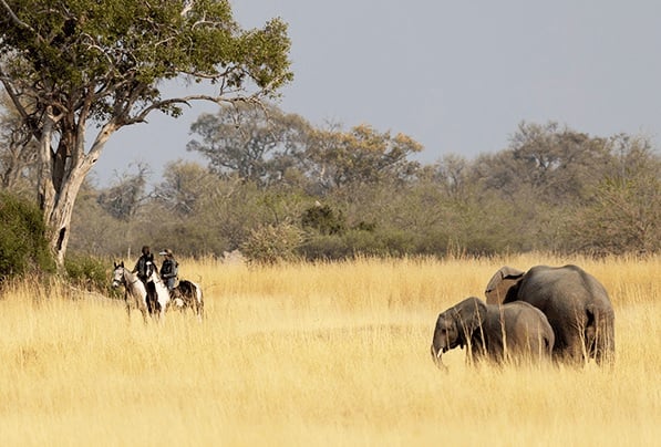 6 Day Okavango Delta Horseback Safari in Botswana